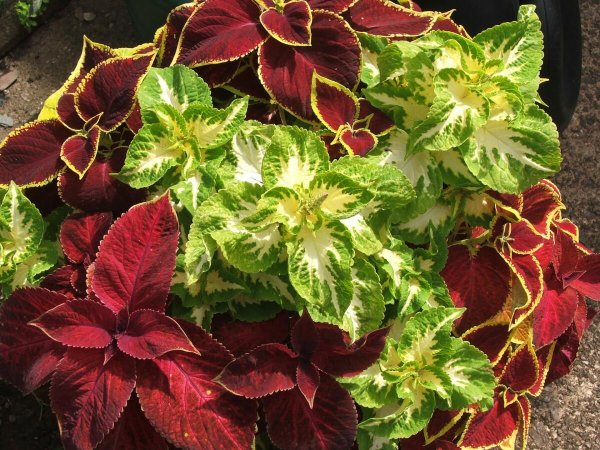 Колеус Coleus Combat