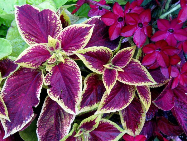 Колеус Ренельта Coleus rehneltianus