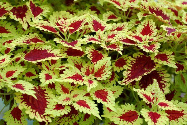 Колеус Red Croton