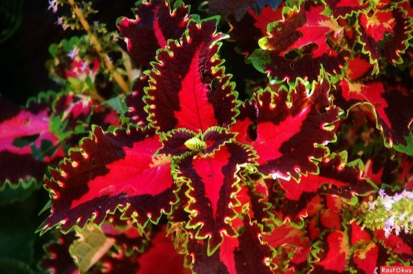 Колеус Ренельта Coleus rehneltianus