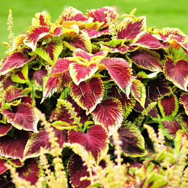 Колеус Ренельта Coleus rehneltianus
