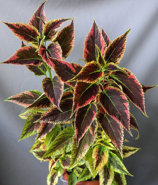 Колеус Coleus Juliet Quartermain
