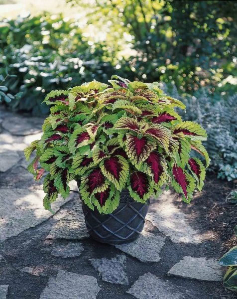 Колеус Coleus Juliet Quartermain