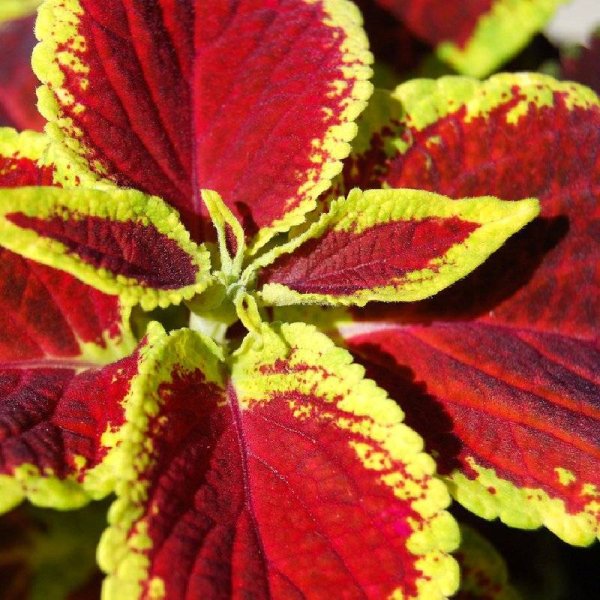 Колеус Red Croton II