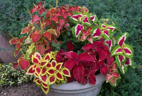 Колеус Coleus Juliet Quartermain