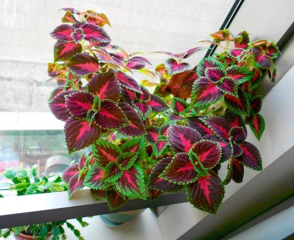 Колеус Coleus Juliet Quartermain