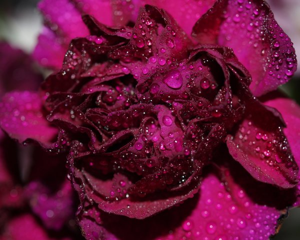 Малиновые цветы