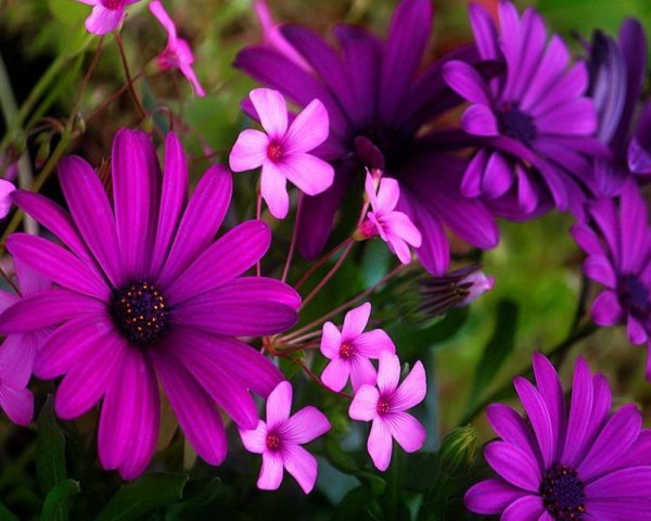 Ярко розовые цветы