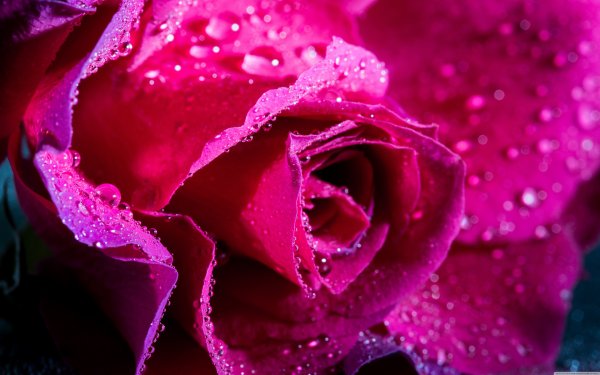 Малиновые цветы