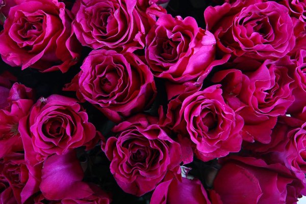 Ярко малиновые розы