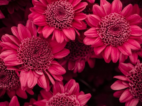 Цветы малинового цвета