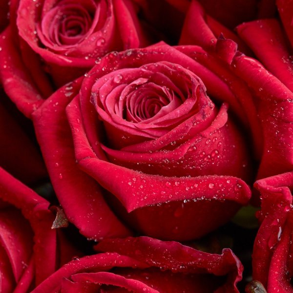 Роза Палома малиновые