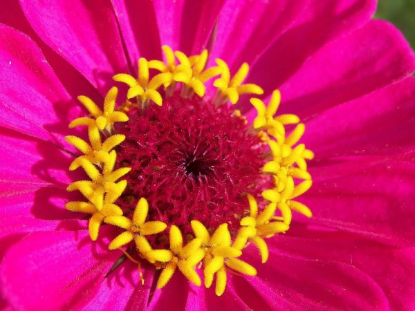 Малиновые цветы