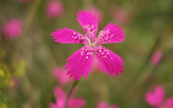 Розовые полевые цветы