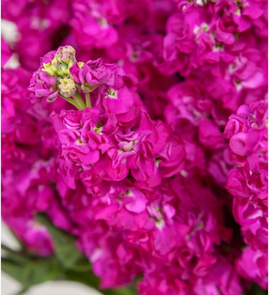 Маттиола Carmen