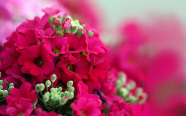 Малиновые цветы