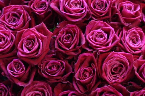 Сорт роз Космик