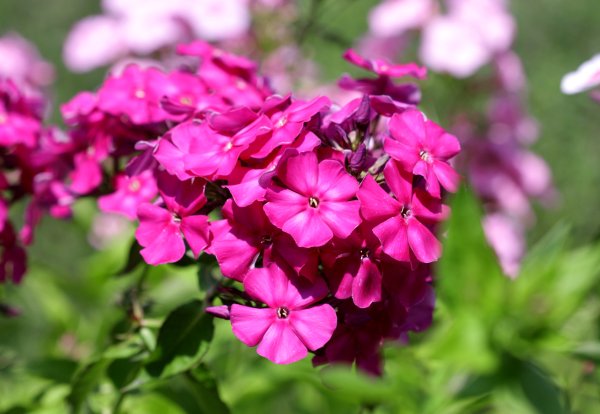 Флокс метельчатый