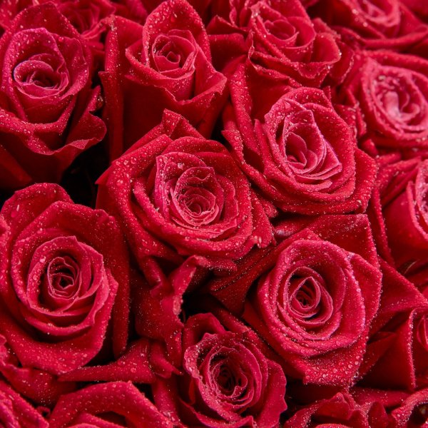 Роза Палома малиновые