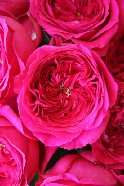 Пион цвета маджента