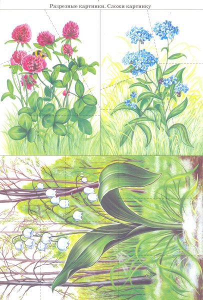 Цветок разрезной