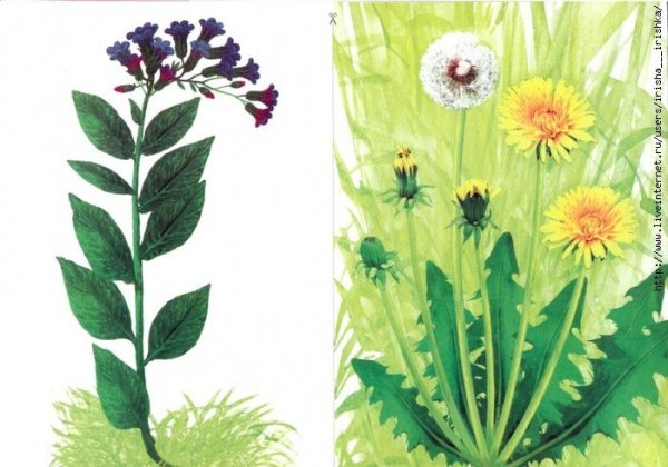 Полевые растения демонстрационный материал
