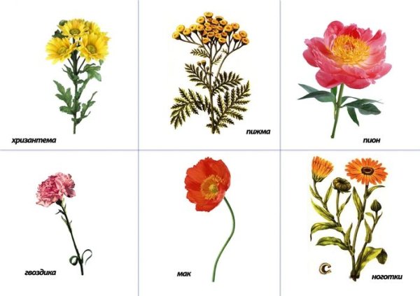 Лото луговые полевые садовые цветы