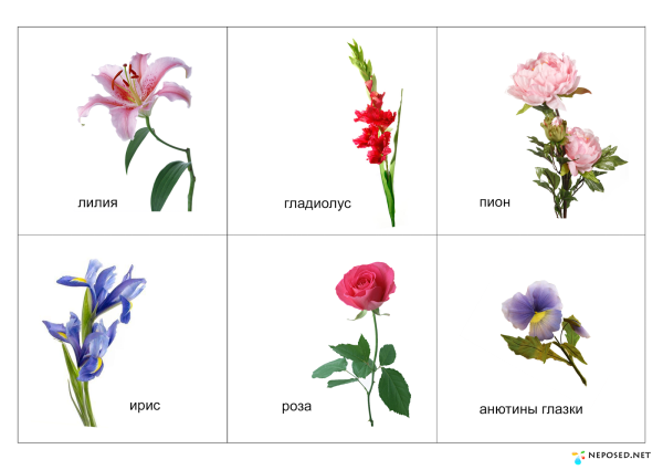 Названия цветов для дошкольников