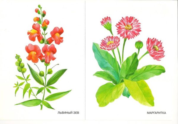 Садовые цветы для детей