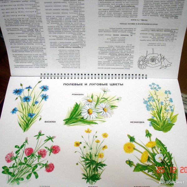 Полевые цветы Нищева