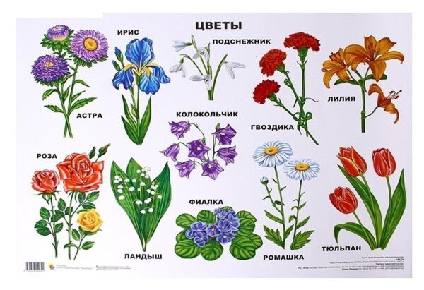 Полевые и садовые цветы