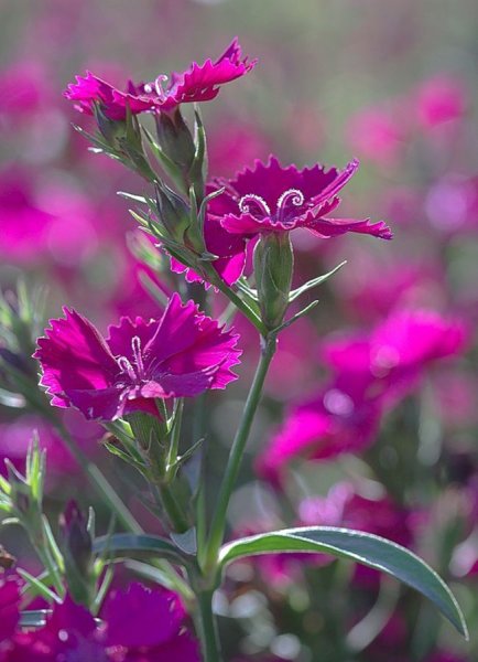 Полевые цветы