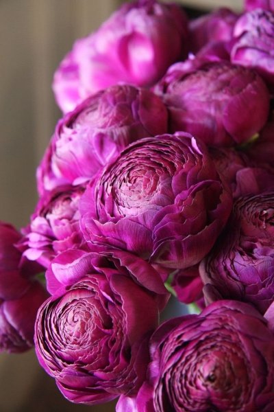 Ранункулюс Пурпл Purple