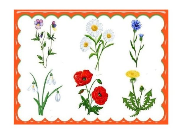 Цветы садовые полевые Лесные