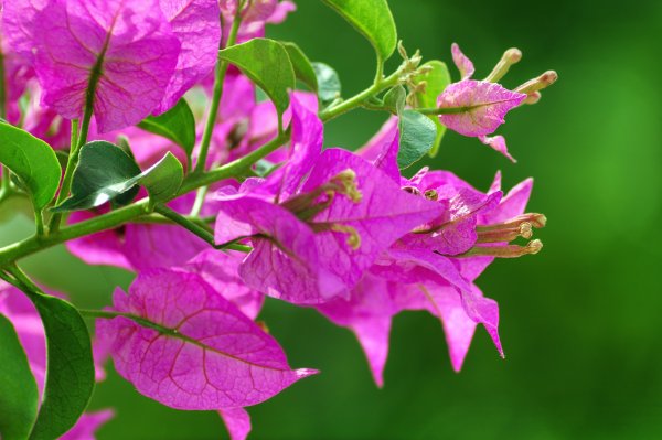 Бугенвиллии ярко розовая фуксия