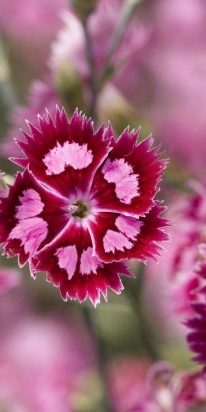 Диантус цветы малиновые