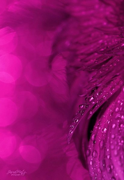 Малиново фиолетовый цвет