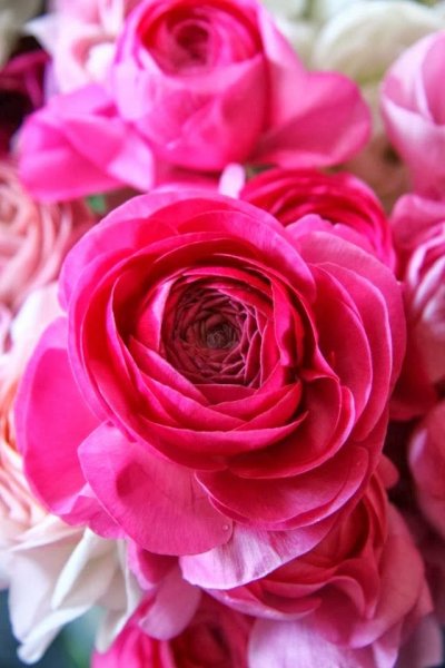 Ранункулюс фуксия