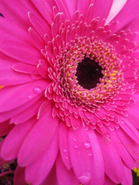 Гербера фуксия