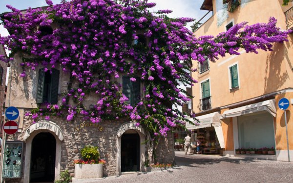 Сирмионе Бугенвиля