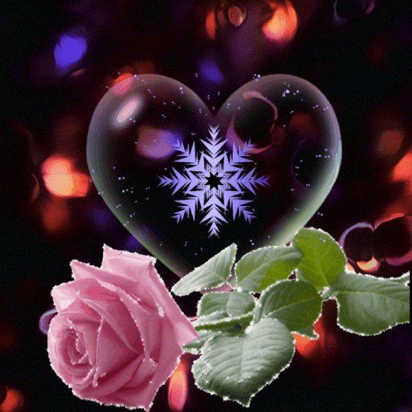 Цветы с пожеланием спокойной ночи