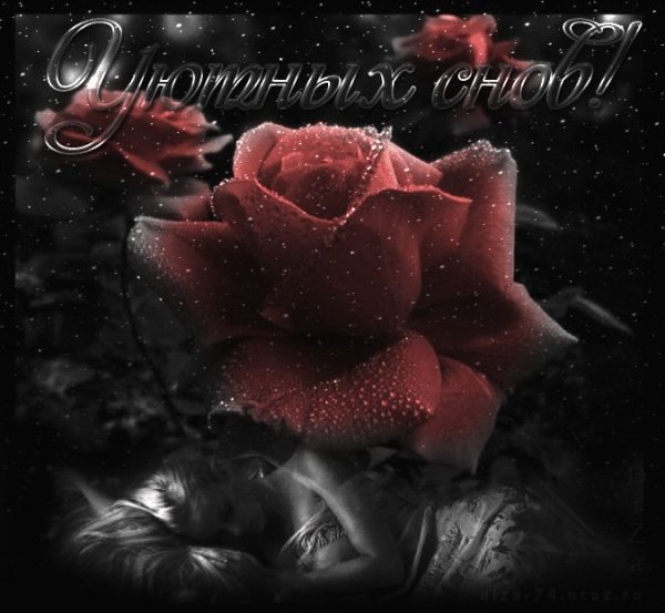 Сладких снов розы