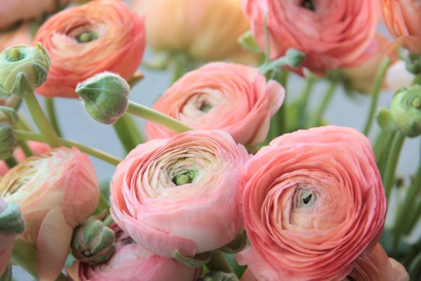 Ранункулюс азиатский Авив ред