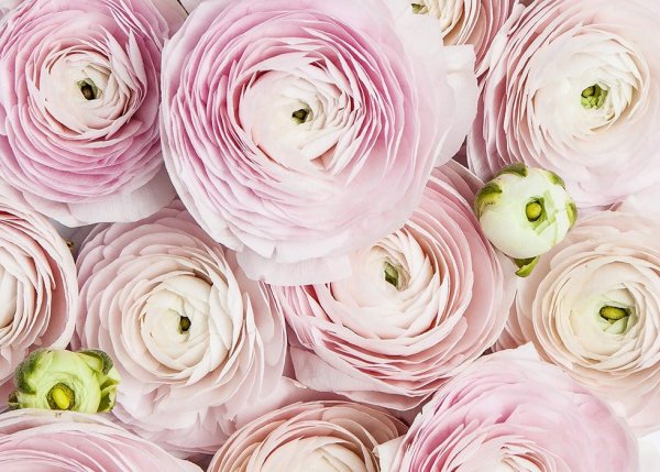 Лютики ранункулюсы