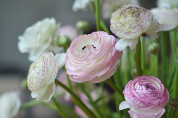 Цветы лютики-ранункулюсы