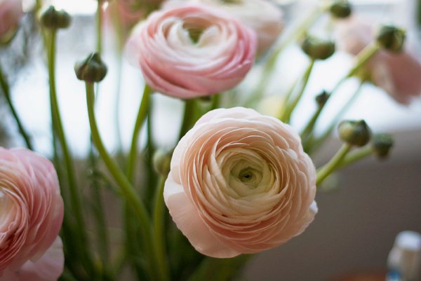 Ranunculus Clooney Lambada