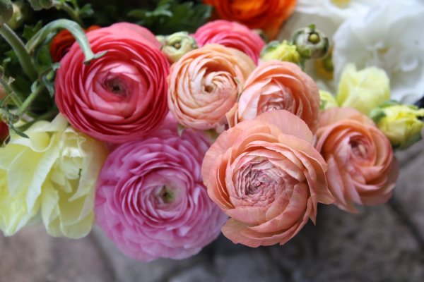 Ранункулюс Pink