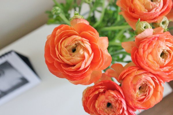 Ранункулюс Пикоти