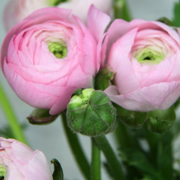 Ранункулюс f1 Мэджик