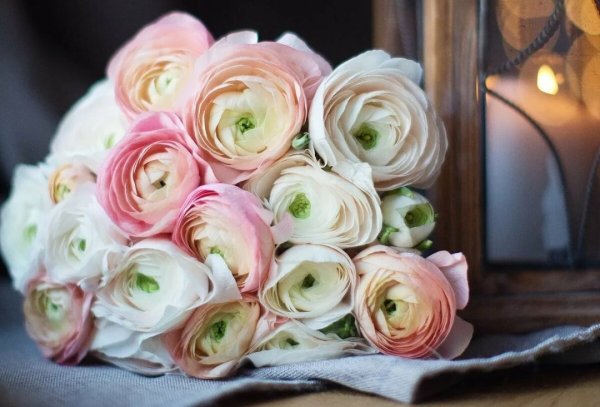 Лютик ранункулюс